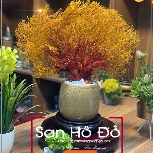 Cay san ho do nho xinh